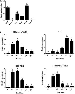 Prunus persica Terpene Synthase PpTPS1 Interacts with PpABI5 to Enhance Salt Resistance in Transgenic Tomatoes